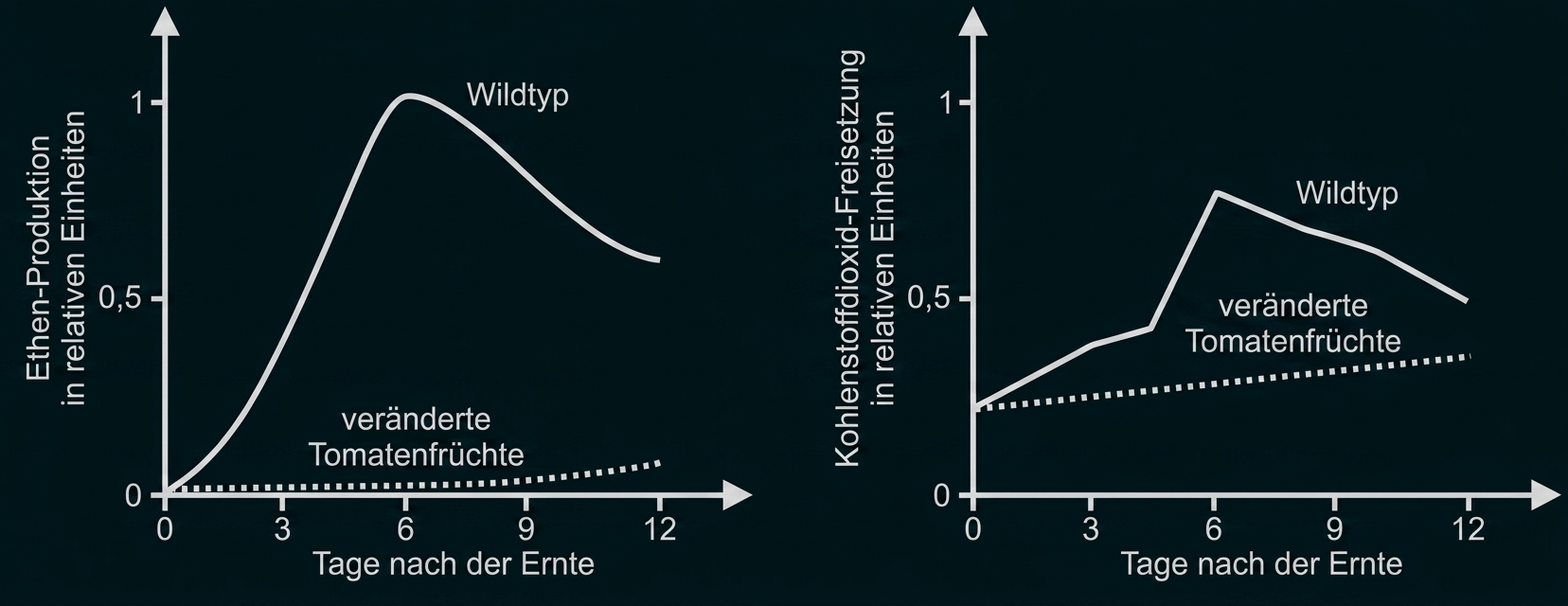 Diagramm zur Ethylenproduktion und CO2-Freisetzung bei Wildtyp- und veränderten Tomatenfrüchten nach der Ernte